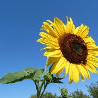 naslovna umjesto kante za zalijevanje