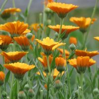 naslovna umjesto sukulenti