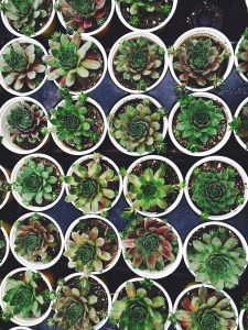 succulent-1209922_1280