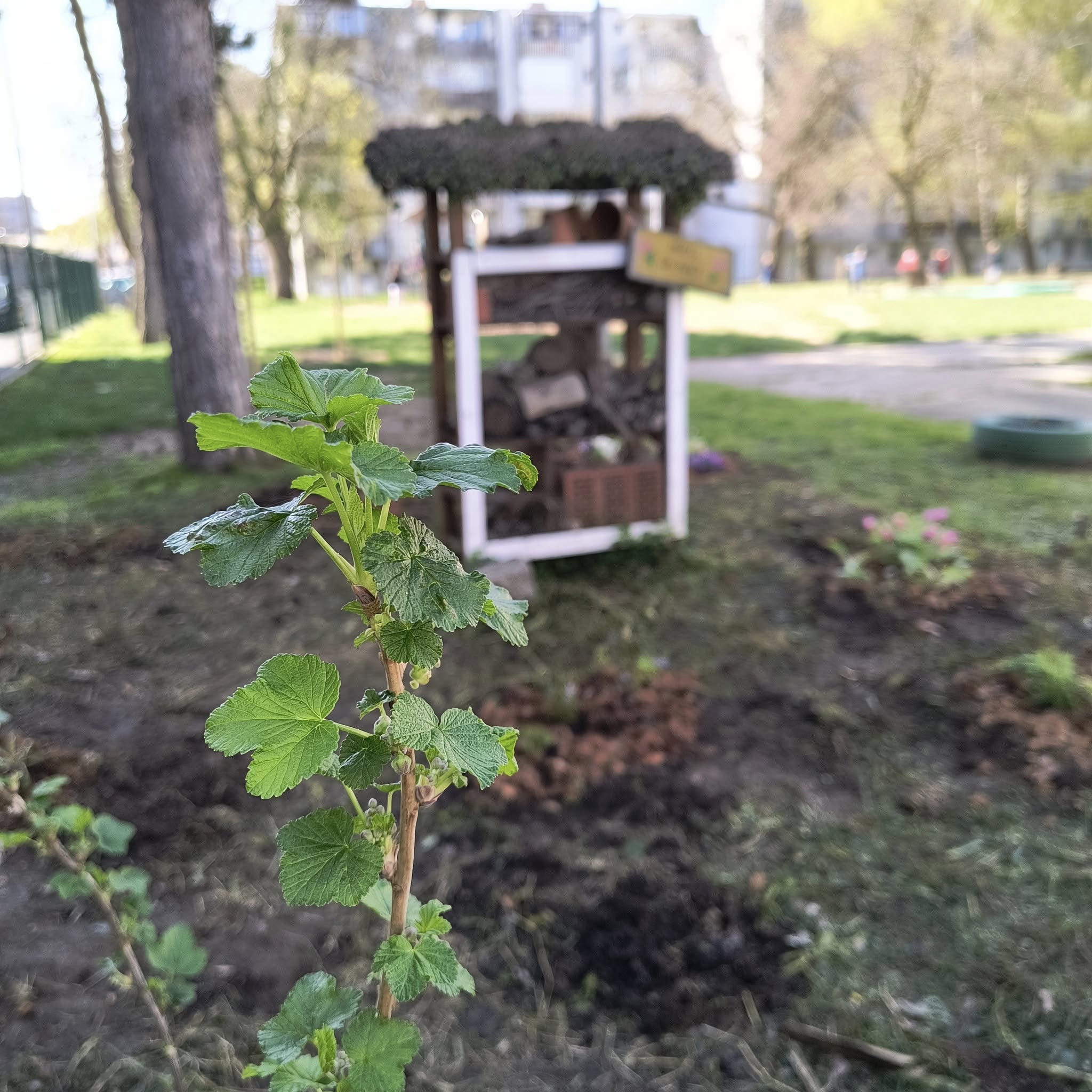 ribiz i hotel za kukce