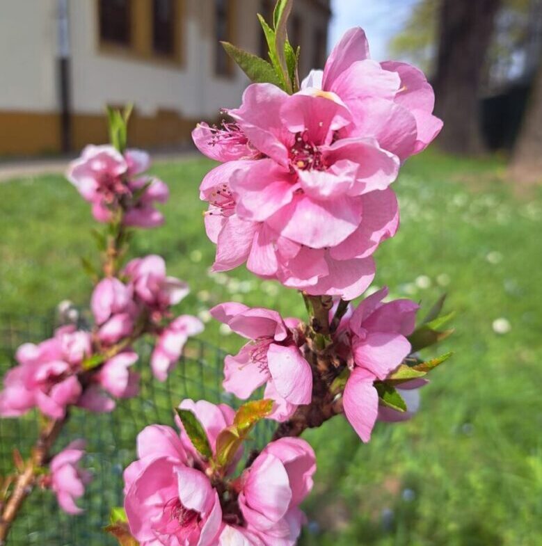 breskva-mini cvate