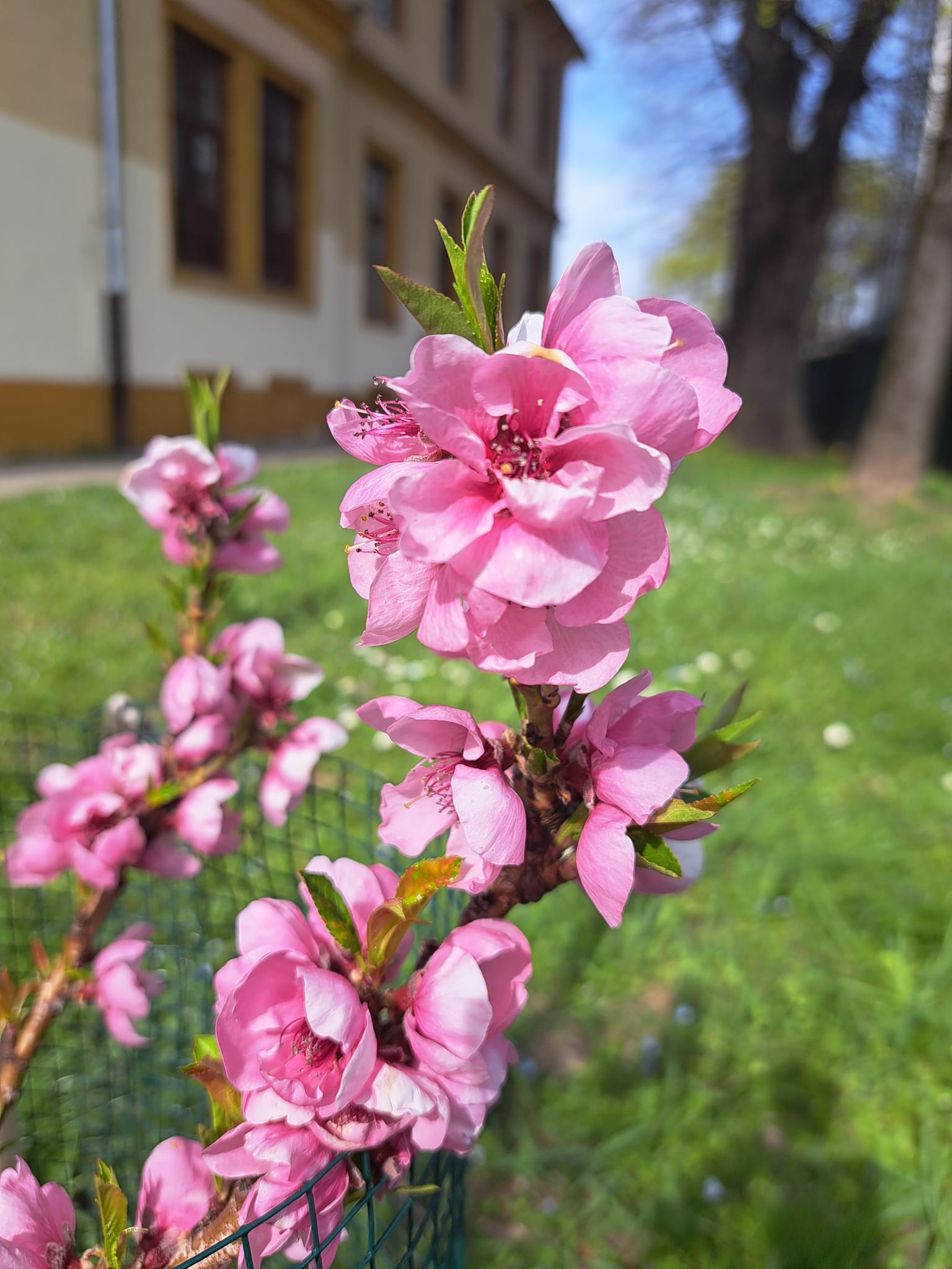 breskva-mini cvate