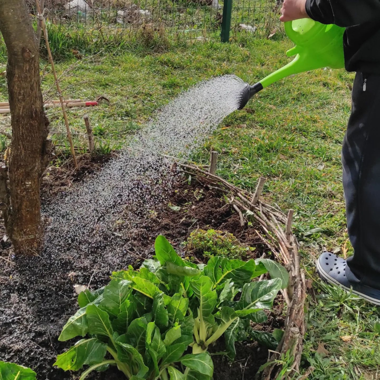 povisena gredica-zalijevanje