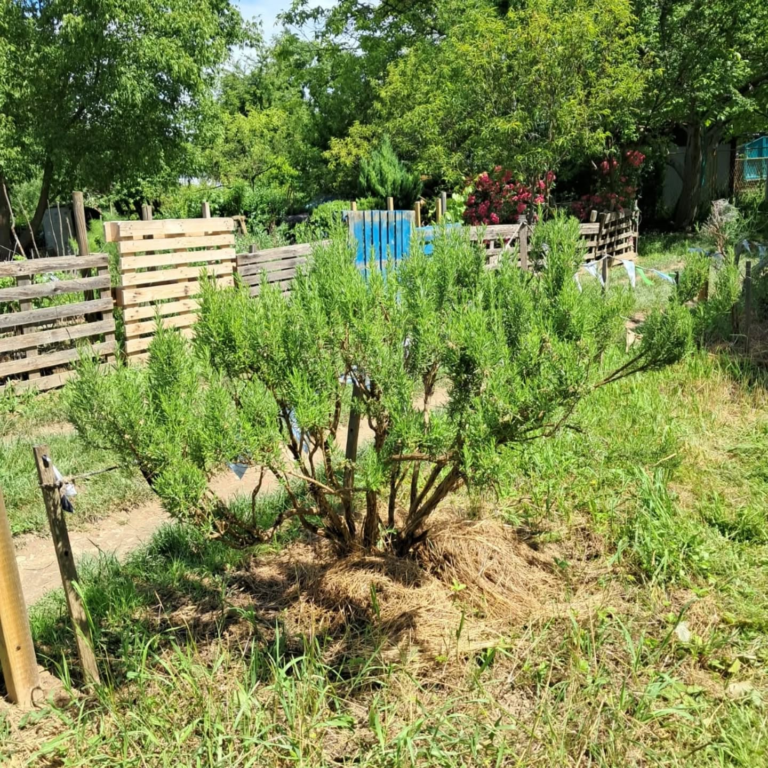 ruzmarin-drustveni vrt