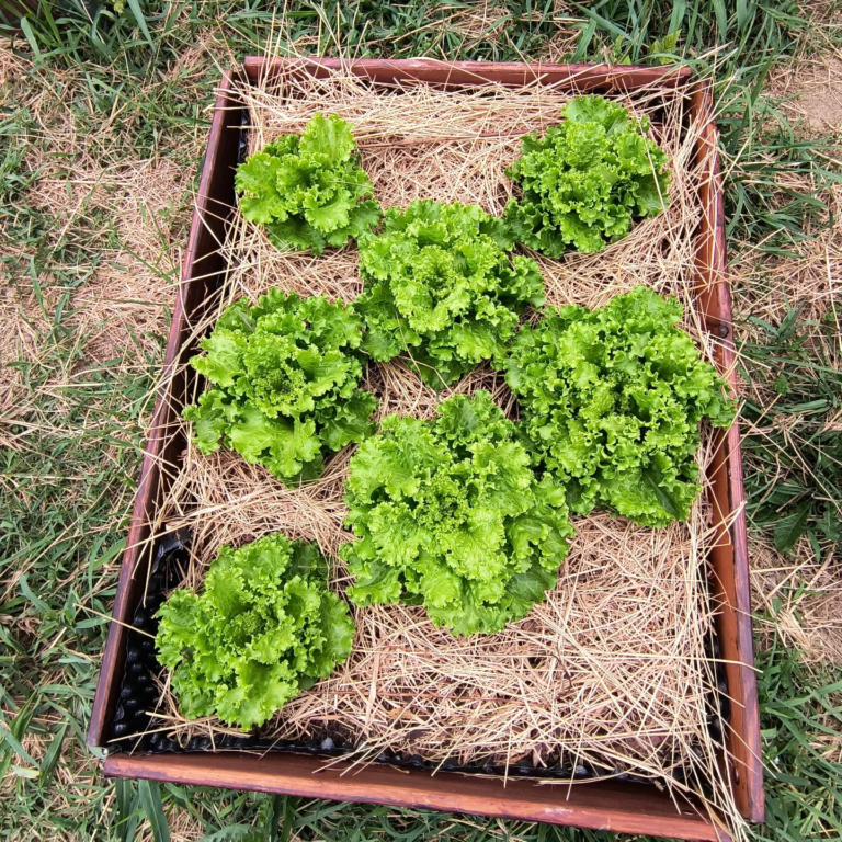 salate povisena gredica1