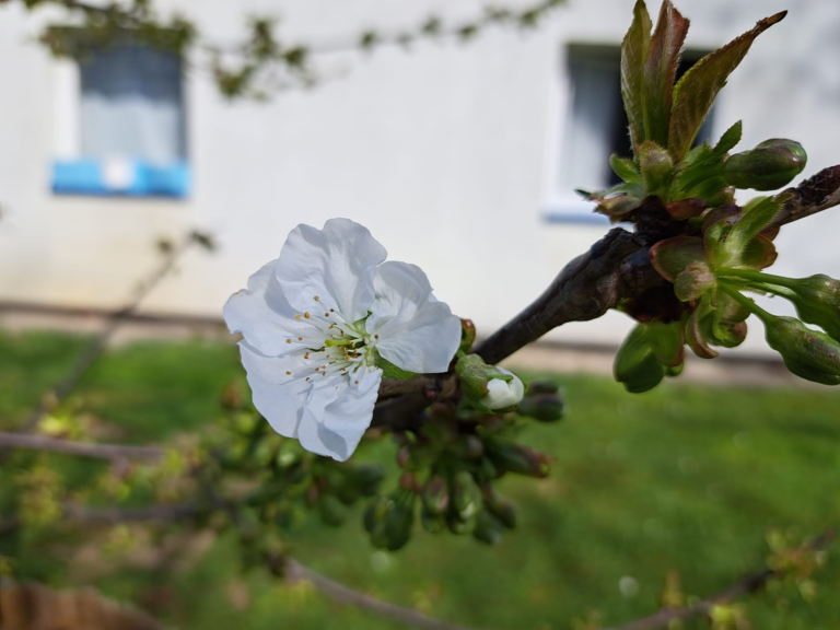 vocka cvjeta-krupni plan